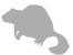 beaver.png